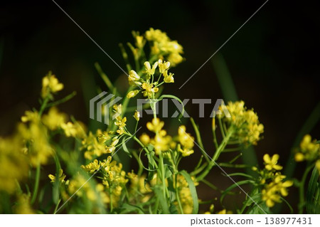 油菜花(水菜)B 油菜花(水菜)B 138977431