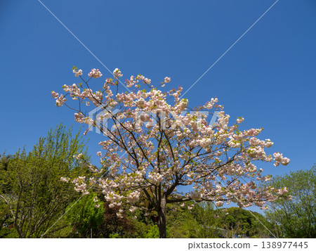 Double cherry blossoms have begun to bloom in the park under the blue sky (21st Century Forest and Plaza, Matsudo City, Chiba Prefecture) Double cherry blossoms have begun to bloom in the park under the blue sky (21st Century Forest and Plaza, Matsudo City, Chiba Prefecture) 138977445