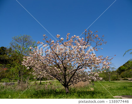 Double cherry blossoms have begun to bloom in the park under the blue sky (21st Century Forest and Plaza, Matsudo City, Chiba Prefecture) Double cherry blossoms have begun to bloom in the park under the blue sky (21st Century Forest and Plaza, Matsudo City, Chiba Prefecture) 138977446