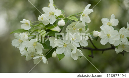 crabapple blossoms crabapple blossoms 138977494