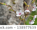 Cherry Blossoms	 138977639