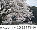 Cherry tree in full bloom  138977640