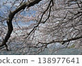 Cherry tree in full bloom  138977641