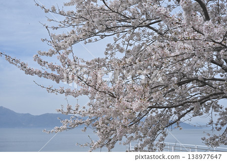 Cherry tree in full bloom  138977647