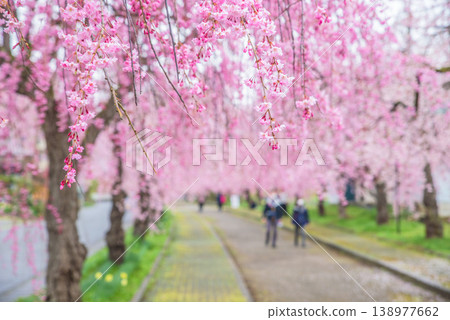 福島縣喜多方市日中線沿線,垂枝櫻花樹成蔭,櫻花盛開。 福島縣喜多方市日中線沿線,垂枝櫻花樹成蔭,櫻花盛開。 138977662