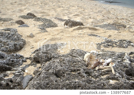 在海灘上撿到的美麗貝殼 在海灘上撿到的美麗貝殼 138977687