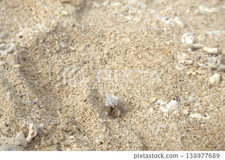 A small hermit crab walking on a sandy beach A small hermit crab walking on a sandy beach 138977689