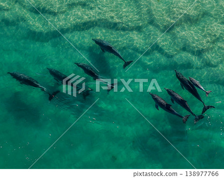 Aerial view of a pod of dolphins swimming through the clear waters of Wallis Lake in Forster, New South Wales, Australia. The dolphins are visible beneath the surface travelling together Aerial view of a pod of dolphins swimming through the clear waters of Wallis Lake in Forster, New South Wales, Australia. The dolphins are visible beneath the surface travelling together 138977766