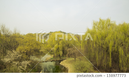 Eungbongsan Mountain Forsythia Eungbongsan Mountain Forsythia 138977773