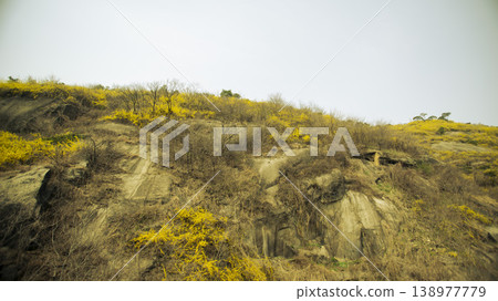 Eungbongsan Mountain Forsythia Eungbongsan Mountain Forsythia 138977779
