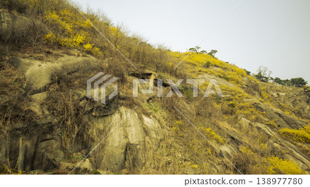 Eungbongsan Mountain Forsythia Eungbongsan Mountain Forsythia 138977780