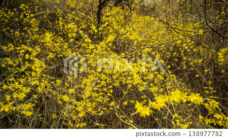 Eungbongsan Mountain Forsythia Eungbongsan Mountain Forsythia 138977782