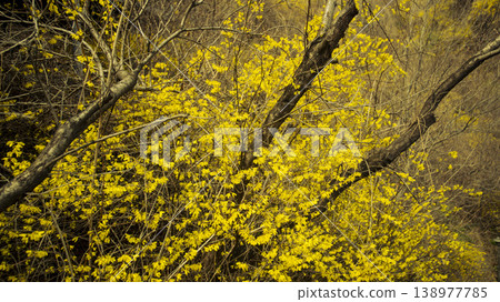 Eungbongsan Mountain Forsythia Eungbongsan Mountain Forsythia 138977785
