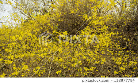 Eungbongsan Mountain Forsythia Eungbongsan Mountain Forsythia 138977794