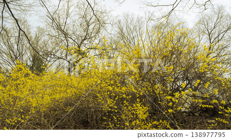 Eungbongsan Mountain Forsythia 138977795