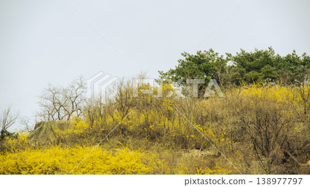 Eungbongsan Mountain Forsythia Eungbongsan Mountain Forsythia 138977797