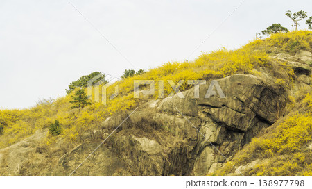 Eungbongsan Mountain Forsythia Eungbongsan Mountain Forsythia 138977798