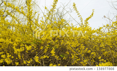 Eungbongsan Mountain Forsythia Eungbongsan Mountain Forsythia 138977808