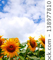 Sunflowers and summer clouds against a blue sky 138977810