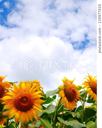 Sunflowers and summer clouds against a blue sky Sunflowers and summer clouds against a blue sky 138977810