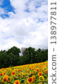 A vast field of sunflowers under the summer sky 138977811