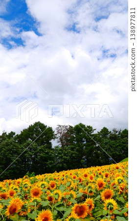 A vast field of sunflowers under the summer sky A vast field of sunflowers under the summer sky 138977811