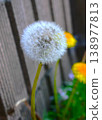 Close-up of a dandelion with its fluffy seeds. 138977813