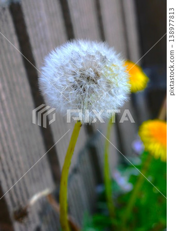 Close-up of a dandelion with its fluffy seeds. Close-up of a dandelion with its fluffy seeds. 138977813