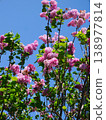 Pink lilac flowers stand out against the blue sky. 138977814