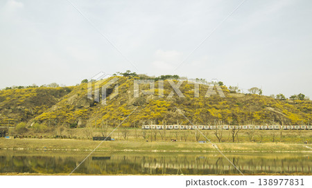 Eungbongsan Mountain Forsythia Eungbongsan Mountain Forsythia 138977831