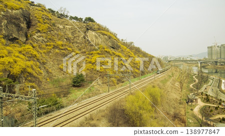 Eungbongsan Mountain Forsythia Eungbongsan Mountain Forsythia 138977847