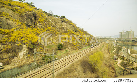 Eungbongsan Mountain Forsythia Eungbongsan Mountain Forsythia 138977853