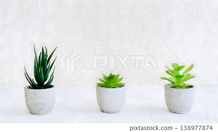 極簡主義室內設計,多肉植物在白色背景前整齊排列。 極簡主義室內設計,多肉植物在白色背景前整齊排列。 138977874