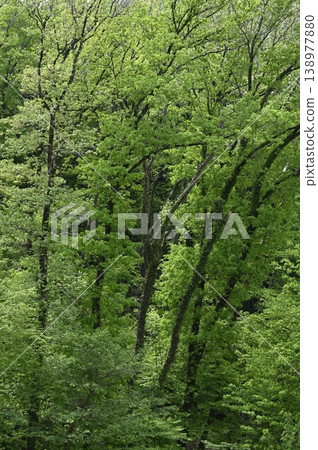 Fresh green tree Fresh green tree 138977880
