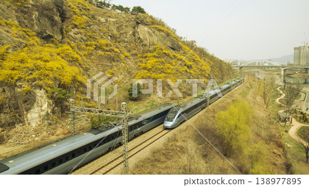Eungbongsan Mountain Forsythia Eungbongsan Mountain Forsythia 138977895
