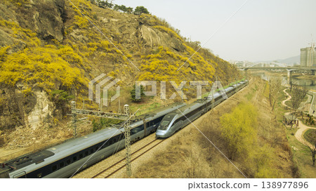 Eungbongsan Mountain Forsythia Eungbongsan Mountain Forsythia 138977896