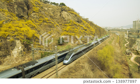 Eungbongsan Mountain Forsythia 138977897