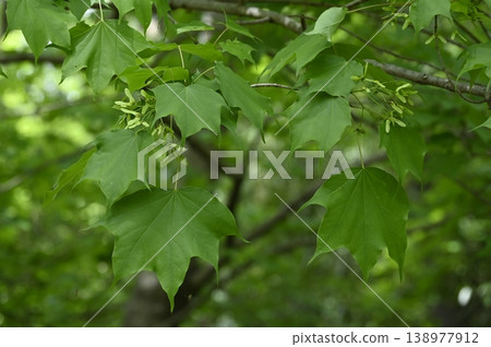 Young leaves of the Japanese maple Young leaves of the Japanese maple 138977912