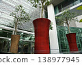 Indoor Trees in Vases Modern Interior Design 138977945