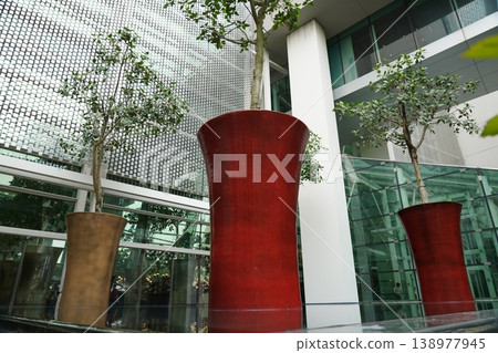 Indoor Trees in Vases Modern Interior Design 138977945
