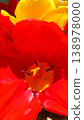 Red and yellow tulips 138978000