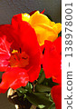 Red and yellow tulips 138978001