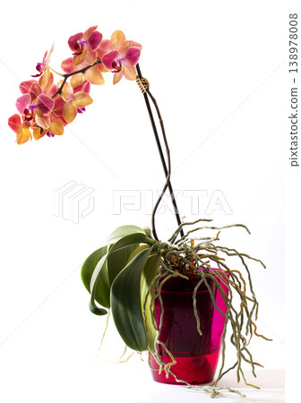Scrub phalaenopsis orchid in in a colored pot on a white background Scrub phalaenopsis orchid in in a colored pot on a white background 138978008