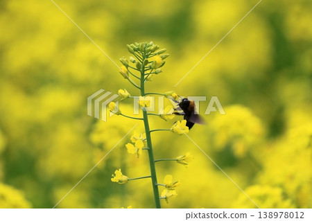 Bee to bear flowers Bee to bear flowers 138978012
