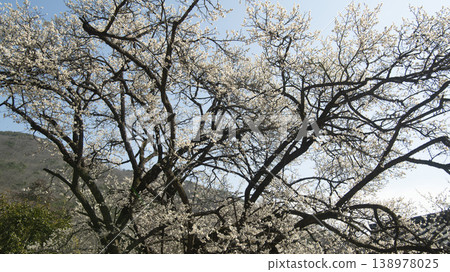 Suncheon Seonamsa Temple Suncheon Seonamsa Temple 138978025