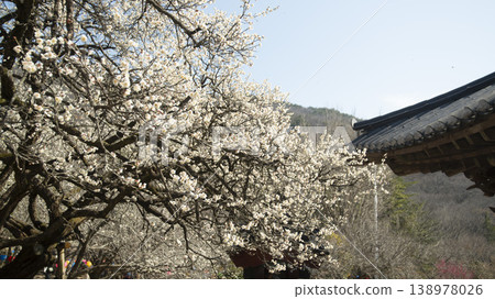 Suncheon Seonamsa Temple 138978026