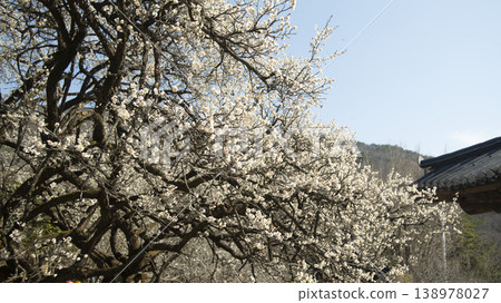 Suncheon Seonamsa Temple 138978027