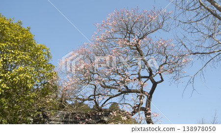 Suncheon Seonamsa Temple Suncheon Seonamsa Temple 138978050