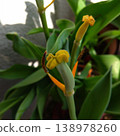 Tulip that petals fell 138978260