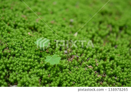 Moss and Clover Moss and Clover 138978265